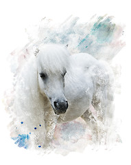 Image showing Watercolor Image Of  White Pony