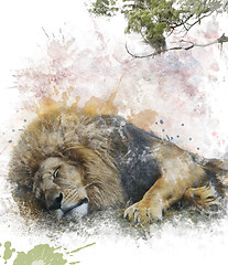 Image showing Watercolor Image Of  Sleeping Lion
