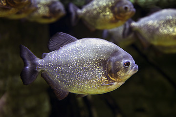 Image showing Exotic fish