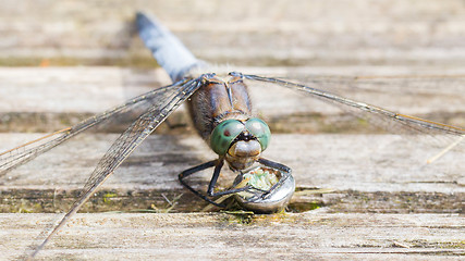 Image showing Blue dragonfly protecting eggs