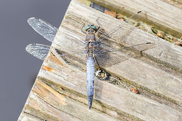 Image showing Blue dragonfly resting on wood