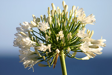 Image showing Ocean agapanthus