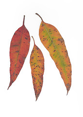 Image showing Gumleaf fall