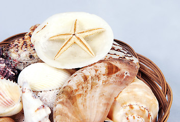 Image showing Shells and starfish