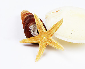 Image showing Shells and starfish isolated