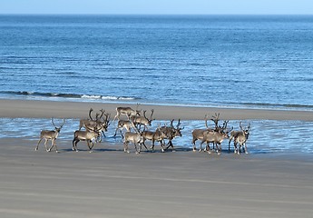 Image showing Reindeer on the beach