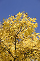 Image showing Autumn Foliage