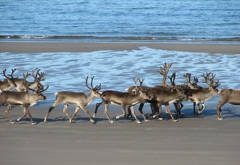 Image showing Reindeer on the beach