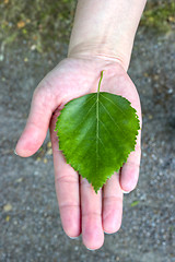 Image showing Birch leaf