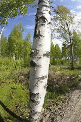 Image showing Birch