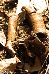 Image showing Birch bark