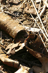 Image showing Birch bark