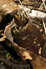 Image showing Birch bark