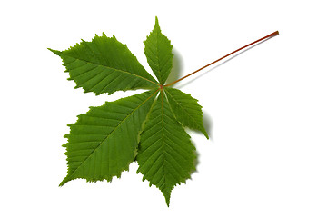 Image showing Chestnut leaf