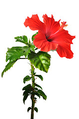 Image showing Hibiscus Flower