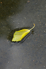 Image showing Birch leaf