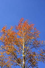 Image showing Birch