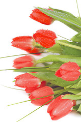 Image showing Spring Tulips