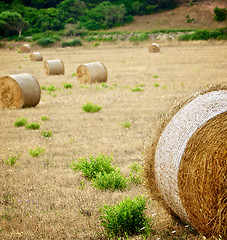 Image showing Straw Bales