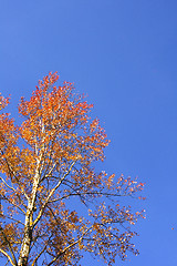 Image showing Birch