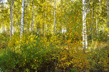 Image showing Birch