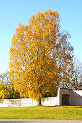 Image showing Fall colors