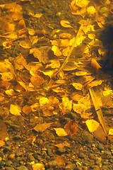 Image showing Birch leafs