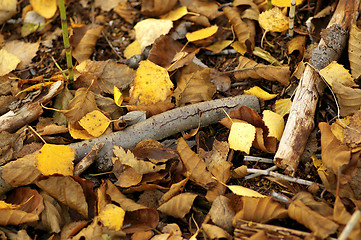 Image showing Birch leafs