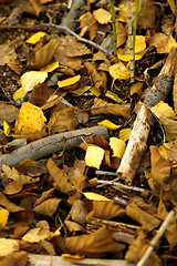 Image showing Birch leafs