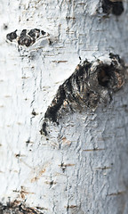 Image showing birch bark