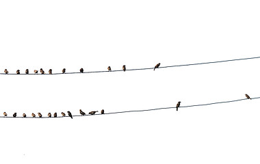 Image showing birds on wire