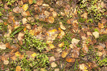 Image showing Birch leafs