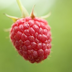 Image showing Raspberry