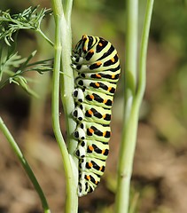 Image showing Caterpillar Papilio machaon