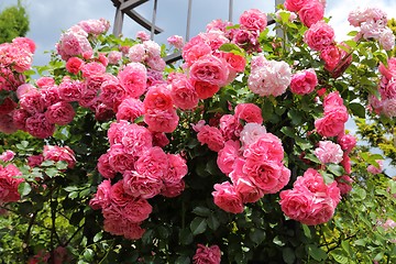 Image showing Pink roses.