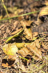 Image showing Birch seeds