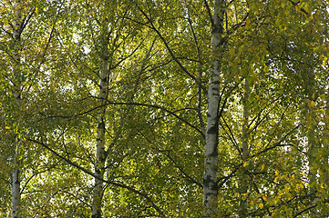 Image showing Birch leafs