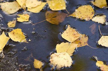 Image showing Birch leafs