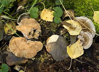 Image showing Fungus