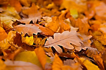 Image showing Fallen leaves