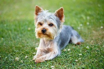 Image showing Cute small yorkshire terrier