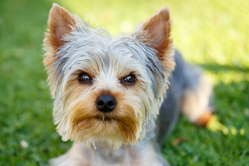 Image showing Cute small yorkshire terrier