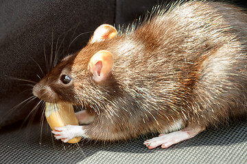 Image showing rat eating cake