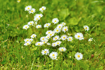 Image showing small daisy flower