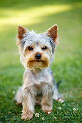 Image showing Cute small yorkshire terrier