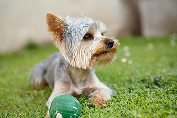 Image showing Cute small yorkshire terrier