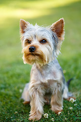 Image showing Cute small yorkshire terrier