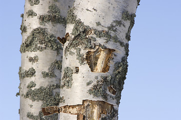 Image showing Rotted birch