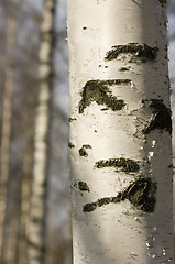 Image showing Birch