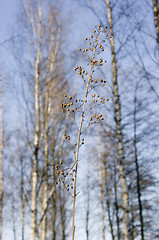 Image showing Hay